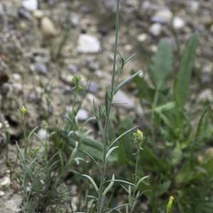 Photographie n°2172846 du taxon Linaria simplex (Willd.) DC. [1805]