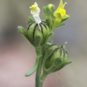 Photographie n°2172848 du taxon Linaria simplex (Willd.) DC. [1805]