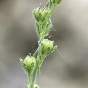 Photographie n°2172849 du taxon Linaria simplex (Willd.) DC. [1805]