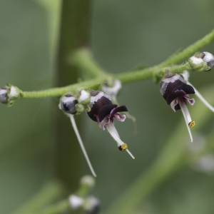 Photographie n°2172892 du taxon Scrophularia canina subsp. canina 