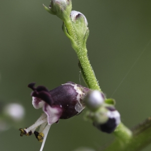 Photographie n°2172893 du taxon Scrophularia canina subsp. canina 