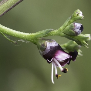 Photographie n°2172894 du taxon Scrophularia canina subsp. canina 