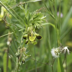 Photographie n°2172902 du taxon Vicia melanops Sibth. & Sm.