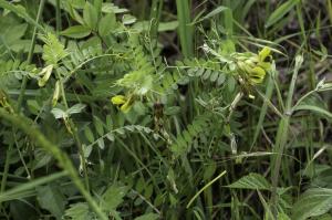 Jean-Jacques Houdré, le 28 avril 2018 (Chavanay (Contre-canal du Rhône))