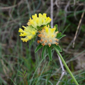 Photographie n°2172914 du taxon Anthyllis vulneraria L. [1753]
