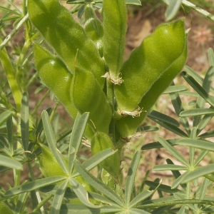 Photographie n°2172969 du taxon Lupinus angustifolius L. [1753]