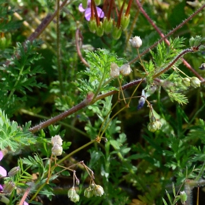 Photographie n°2172987 du taxon Erodium cicutarium (L.) L'Hér. [1789]