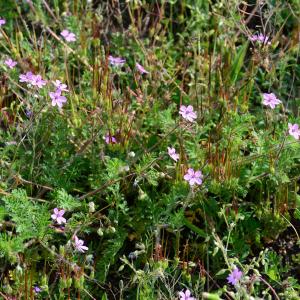 Photographie n°2172988 du taxon Erodium cicutarium (L.) L'Hér. [1789]