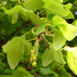 Photographie n°2172989 du taxon Acer monspessulanum L. [1753]