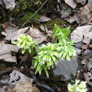 Photographie n°2173005 du taxon Petasites albus (L.) Gaertn. [1791]