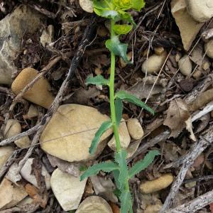 Photographie n°2173012 du taxon Euphorbia serrata L. [1753]