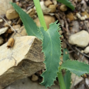 Photographie n°2173013 du taxon Euphorbia serrata L. [1753]