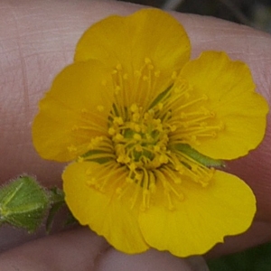 Photographie n°2173052 du taxon Geum sylvaticum Pourr. [1788]