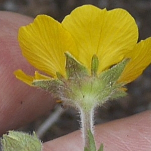 Photographie n°2173053 du taxon Geum sylvaticum Pourr. [1788]