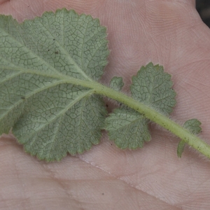 Photographie n°2173055 du taxon Geum sylvaticum Pourr. [1788]