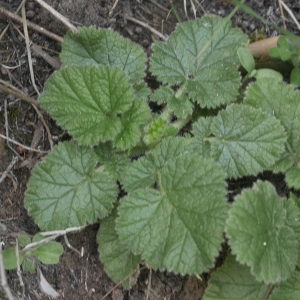 Photographie n°2173057 du taxon Geum sylvaticum Pourr. [1788]