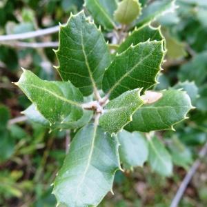 Photographie n°2173063 du taxon Quercus coccifera L. [1753]