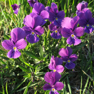 Photographie n°2173139 du taxon Viola tricolor L. [1753]