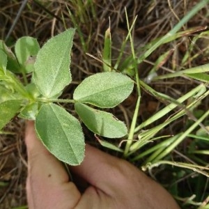 Photographie n°2173142 du taxon Vicia narbonensis L. [1753]