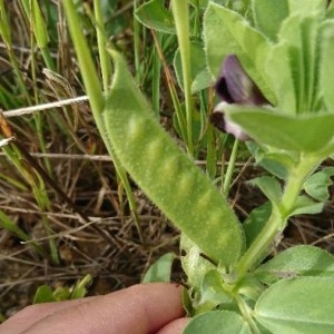 Photographie n°2173143 du taxon Vicia narbonensis L. [1753]