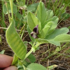 Photographie n°2173144 du taxon Vicia narbonensis L. [1753]