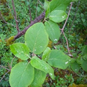 Photographie n°2173160 du taxon Viburnum lantana L. [1753]