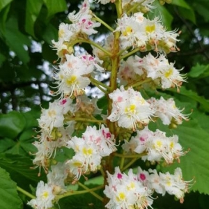 Photographie n°2173174 du taxon Aesculus hippocastanum L. [1753]