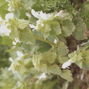 Photographie n°2173180 du taxon Lamium purpureum L. [1753]