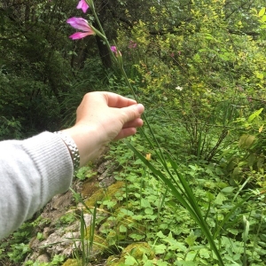 Photographie n°2173207 du taxon Gladiolus italicus Mill. [1768]