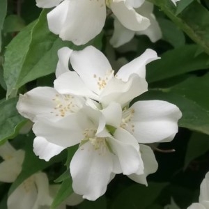 Photographie n°2173228 du taxon Philadelphus coronarius L. [1753]