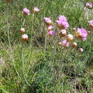 Photographie n°2173279 du taxon Armeria arenaria (Pers.) Schult. [1820]