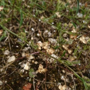 Photographie n°2173283 du taxon Plantago afra L. [1762]