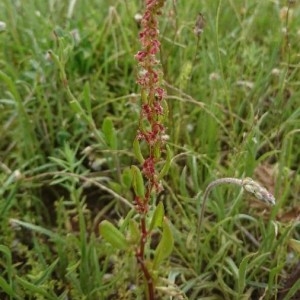Photographie n°2173296 du taxon Rumex bucephalophorus L. [1753]