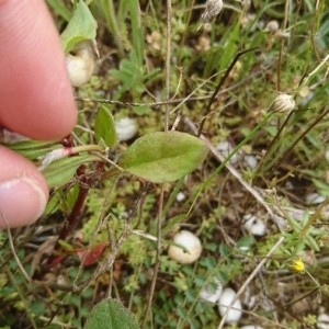 Photographie n°2173297 du taxon Rumex bucephalophorus L. [1753]