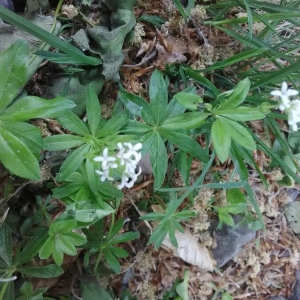 Photographie n°2173300 du taxon Galium odoratum (L.) Scop. [1771]