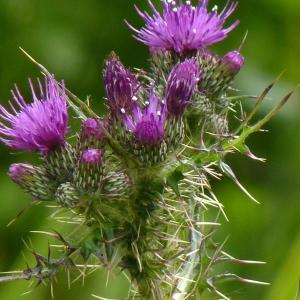 Photographie n°2173370 du taxon Cirsium palustre (L.) Scop. [1772]