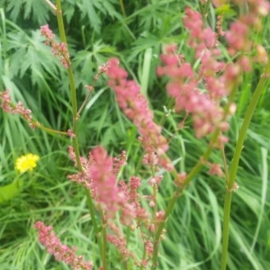 Photographie n°2173387 du taxon Rumex acetosella L. [1753]