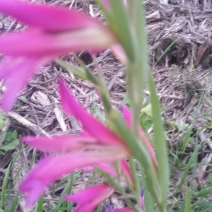 Photographie n°2173392 du taxon Gladiolus italicus Mill. [1768]