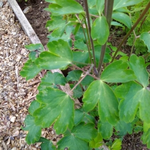 Photographie n°2173397 du taxon Aquilegia vulgaris L. [1753]