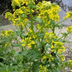 Photographie n°2173433 du taxon Barbarea vulgaris R.Br. [1812]