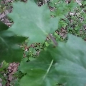 Photographie n°2173454 du taxon Sorbus torminalis (L.) Crantz [1763]