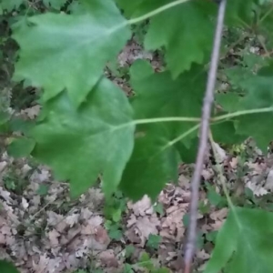 Photographie n°2173455 du taxon Sorbus torminalis (L.) Crantz [1763]