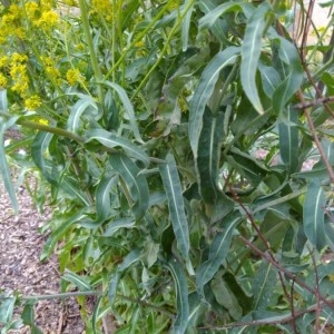 Photographie n°2173462 du taxon Isatis tinctoria L. [1753]