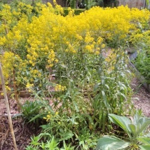 Photographie n°2173463 du taxon Isatis tinctoria L. [1753]