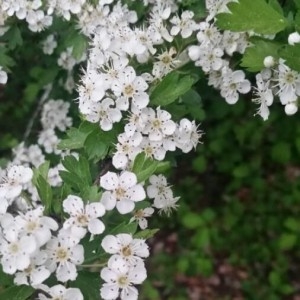 Photographie n°2173466 du taxon Crataegus monogyna Jacq. [1775]