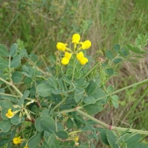 Photographie n°2173480 du taxon Coronilla valentina L. [1753]