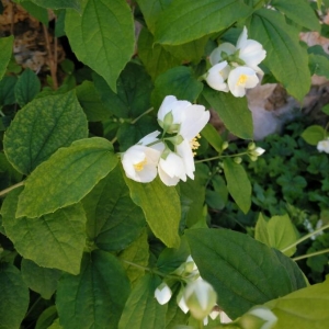 Photographie n°2173493 du taxon Philadelphus coronarius L. [1753]