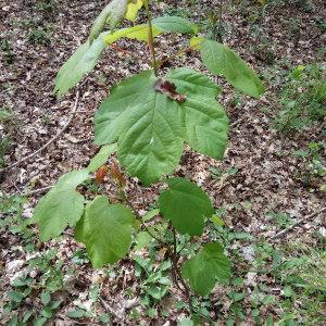 Photographie n°2173561 du taxon Acer pseudoplatanus L. [1753]