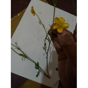 Ranunculus repens L.