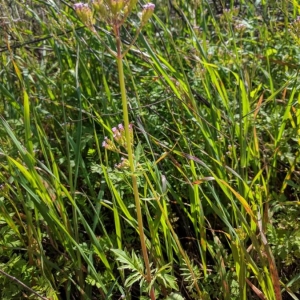 Photographie n°2173584 du taxon Centranthus calcitrapae (L.) Dufr. [1811]